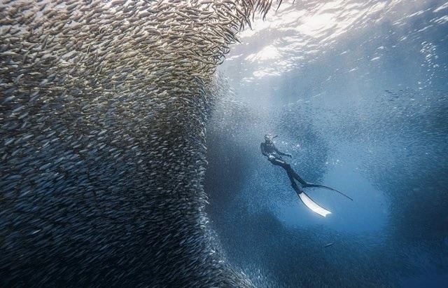 Vietnam ranks among top five most popular diving destinations in Asia