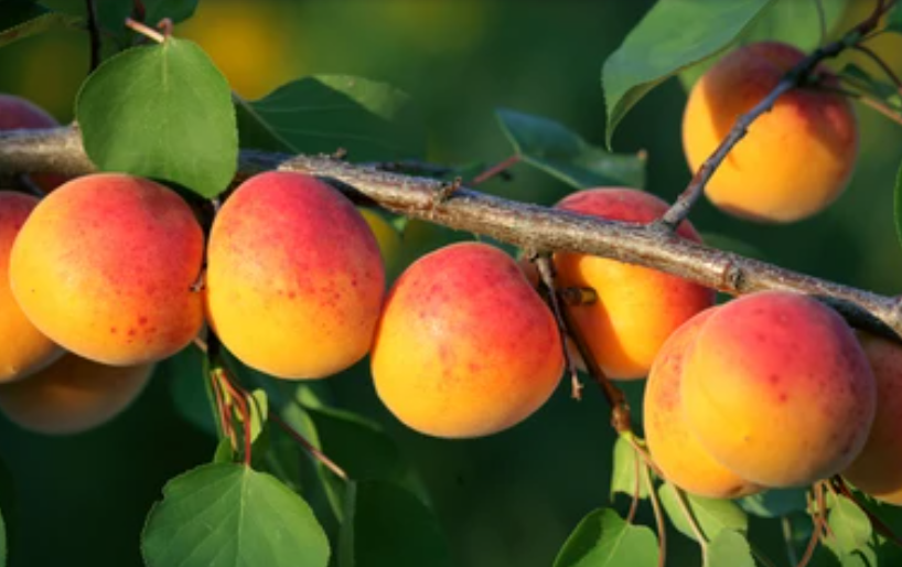 US agriculture secures greater market access in Vietnam, Thailand, and Brazil